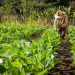 El sistema ZARC integra información de suelos, clima y cultivos para generar mapas de riesgo agrícola.