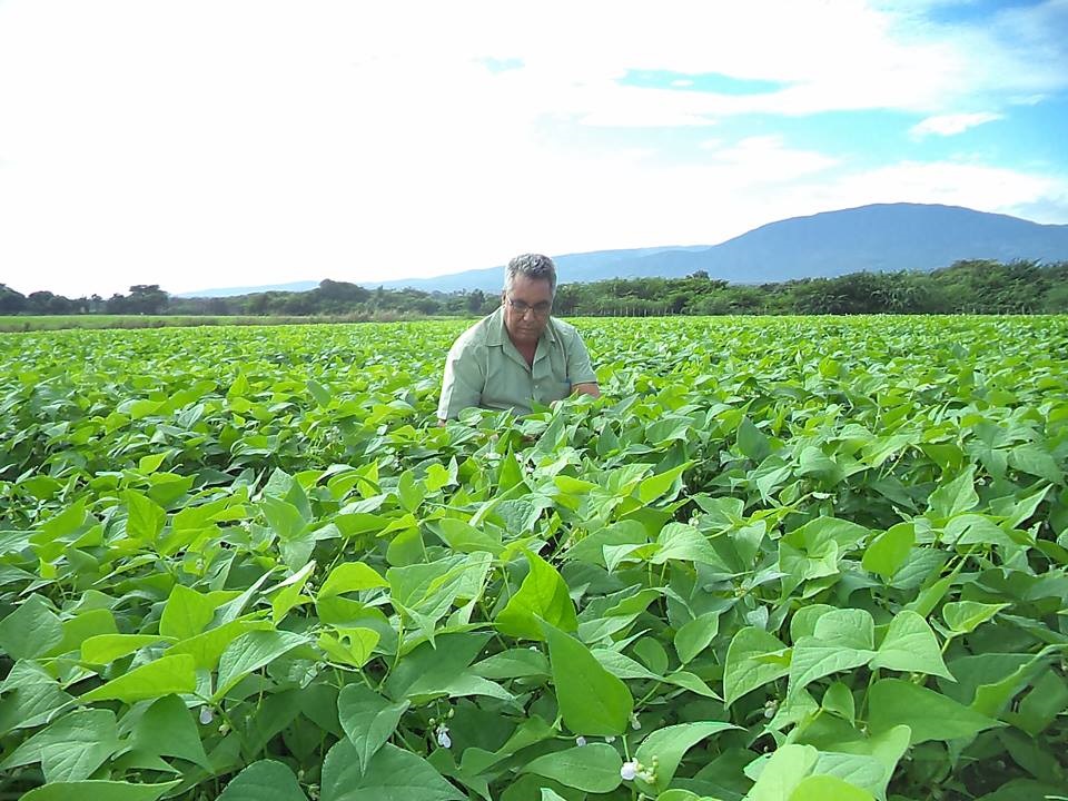 habichuela. maravilla