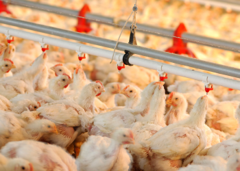 Producción de pollos. - Fuente externa.