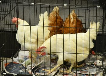 Durante el primer semestre de 2025, la producción avícola dominicana superó los 22 millones de unidades mensuales en promedio.