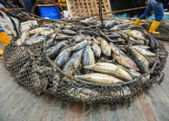 República Dominicana importa 24 veces más la cantidad de especies marinas que las que exporta. - Fuente externa.