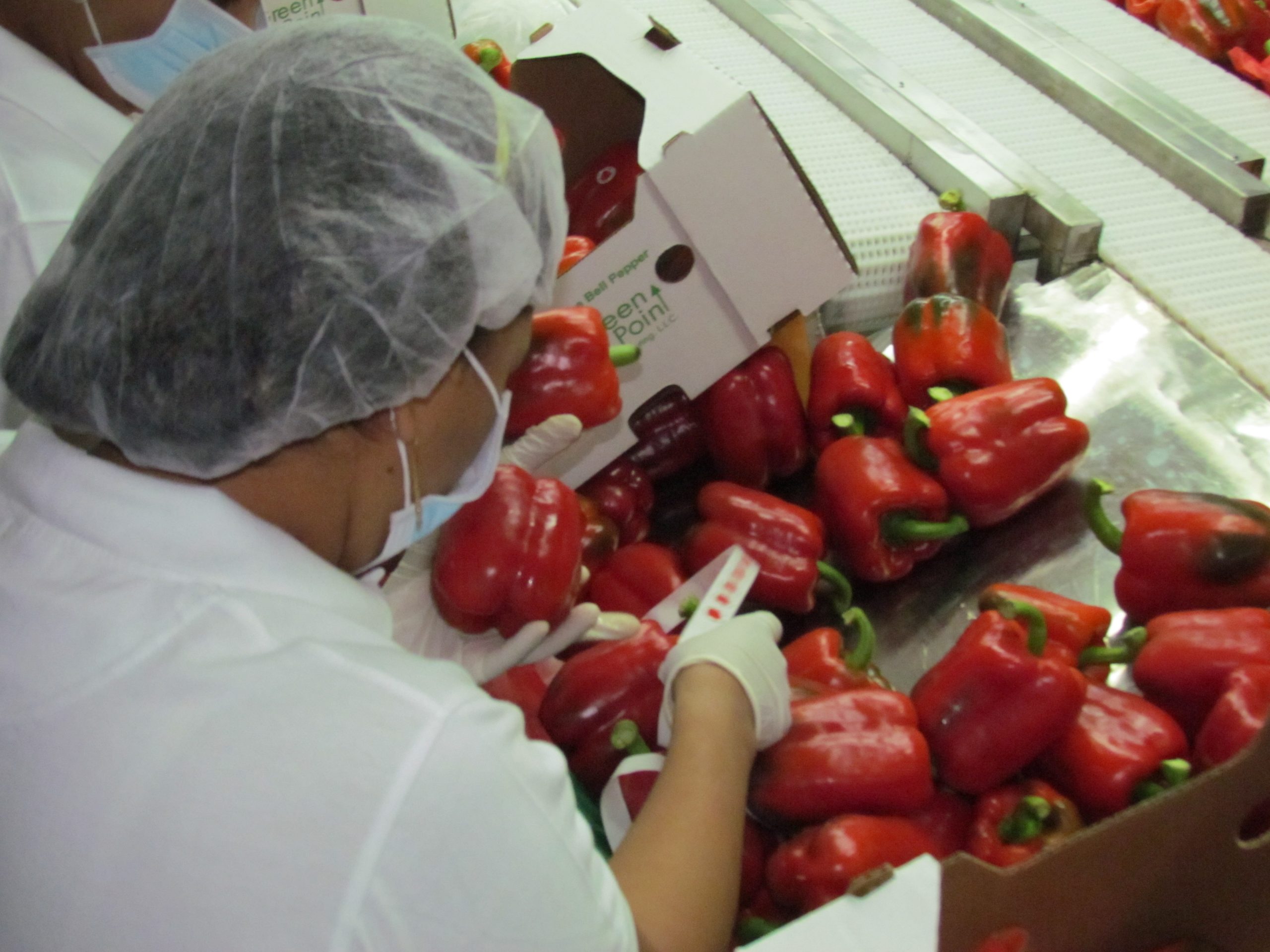 El país ha logrado establecer un importante mercado receptor de los vegetales que se producen en los invernaderos locales. Foto: JAIRON SEVERINO