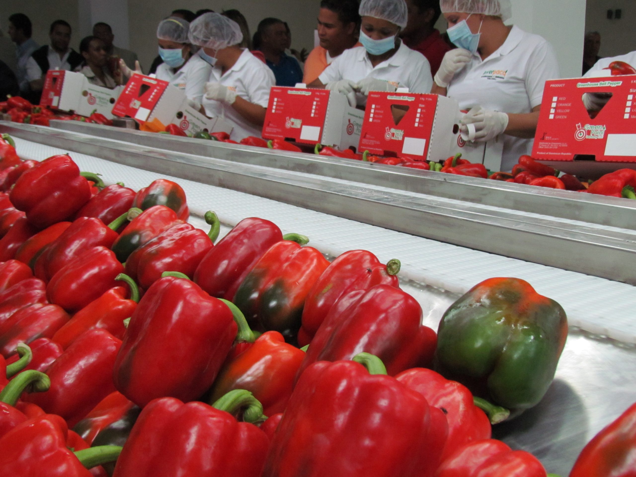 El país ha ganado un gran espacio en el mercado mundial con los invernaderos. Foto: Jairon Severino