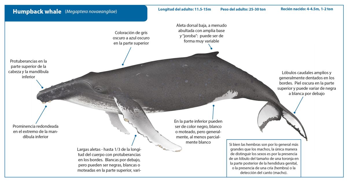 Características distintivas de las ballenas jorobadas. Fuente: International Whaling Commission.