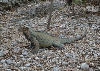 Iguana Rinoceronte, de Yolanda Leon, proyecto en Barahona.