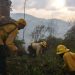 Incendios forestales