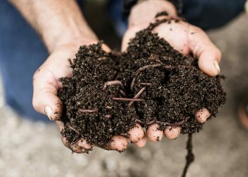 Según Grupo Puntacana, el proceso del sistema Earth Flow se lleva a cabo en un entorno completamente cerrado y automatizado.