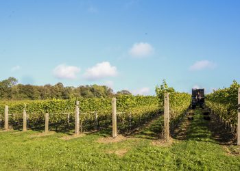 2023 fue el año en que el Reino Unido registró su mayor cosecha, superando en un 60% la de 2018. - Fuente: EFE.