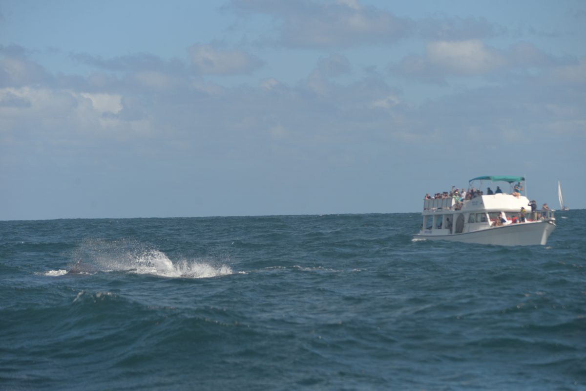 Fotógrafo: Lesther Álvarez | Cortesía para elDinero