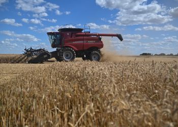 Fotografía de archivo de una cosecha de trigo, en la zona rural de Brasilia (Brasil). . Fuente: EFE.