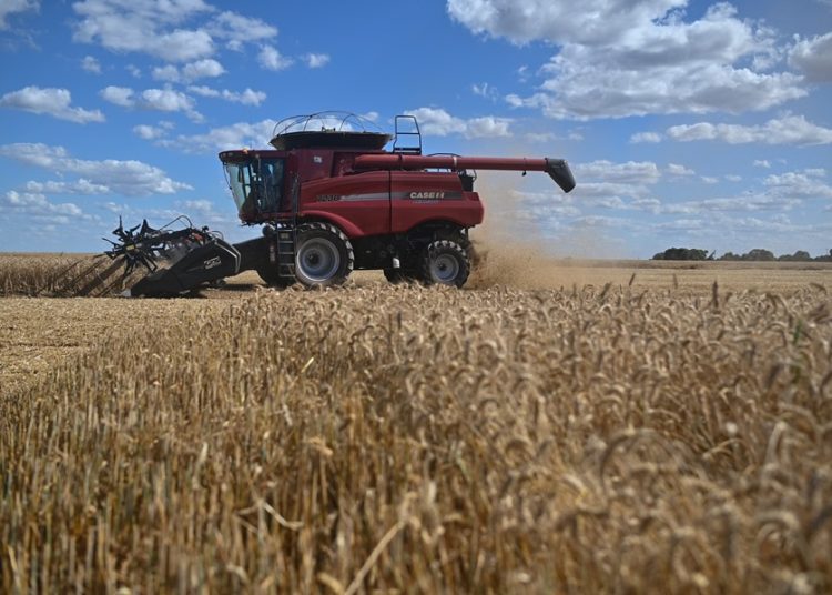 Fotografía de archivo de una cosecha de trigo, en la zona rural de Brasilia (Brasil). . Fuente: EFE.