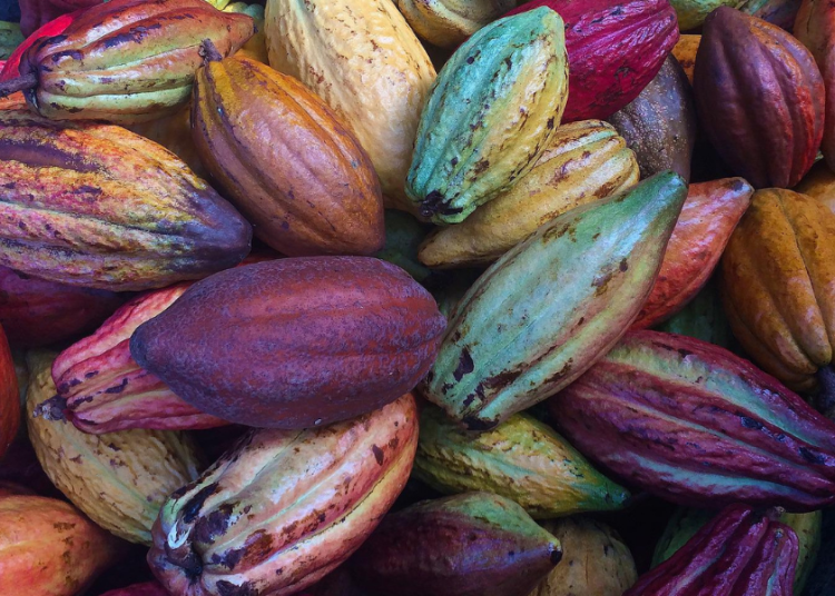 Mazorcas de cacao