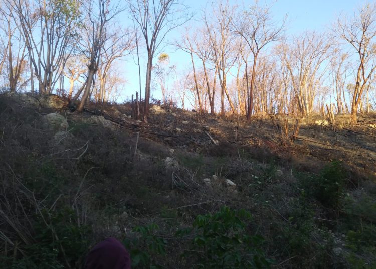 Medio Ambiente indicó que varias porciones de terreno estaban incendiadas desde hace varios días, y que fue realizado intencionalmente para realizar labores de conuquismo o solares. | Fuente externa.