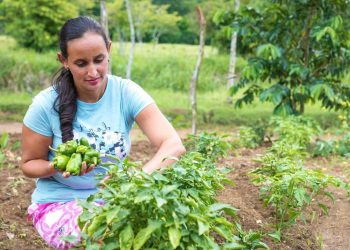 La inclusión financiera impulsa el empoderamiento de las mujeres en el sector cooperativo dominicano.
