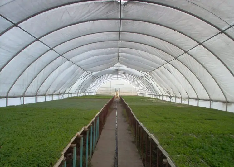 La región norte de República Dominicana cuenta con 4.8 millones de metros cuadrados cultivados bajo ambiente protegido. - Fuente externa.