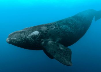 Ballena franca glacial - Fuente externa.