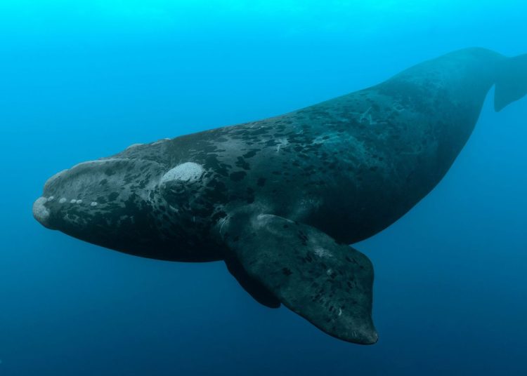 Ballena franca glacial - Fuente externa.