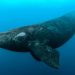Ballena franca glacial - Fuente externa.
