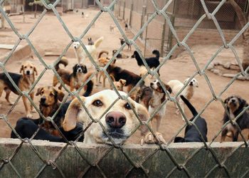 Las organizaciones y las personas independientes que se dedican a la protección animal dependen más de sus recursos propios que de las donaciones que les llegan. - Fuente externa.