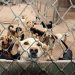 Las organizaciones y las personas independientes que se dedican a la protección animal dependen más de sus recursos propios que de las donaciones que les llegan. - Fuente externa.