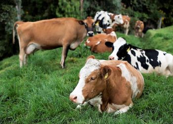 La ganadería climáticamente inteligente incluye opciones mitigación y adaptación de la ganadería al cambio climático. - Fuente externa.
