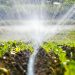 The green shoots of the seedlings emerge from the soil. Water sprinkler system in the morning sun on a plantation. Sprinkler irrigates vegetable crops.