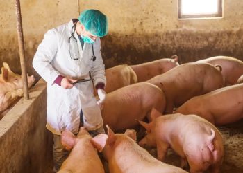 El cerdo forma parte de la gastronomía dominicana; Sándwiches, chimis, mofongos, así como yaroas.