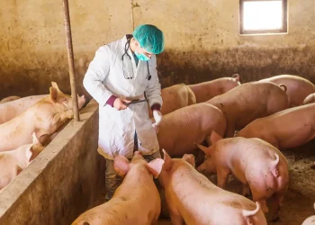 Además, más del 85% de los operarios y encargados de granjas recibieron formación directa en bioseguridad, trazabilidad y manejo sanitario.