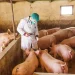 Además, más del 85% de los operarios y encargados de granjas recibieron formación directa en bioseguridad, trazabilidad y manejo sanitario.