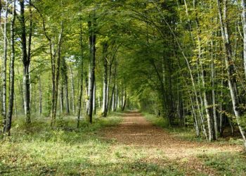 Uno de los desafíos de los ayuntamientos es la "renaturalización" de los centros de las ciudades. - Fuente externa.