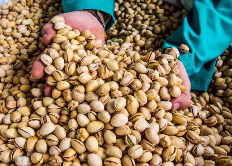 De acuerdo con un informe de RaboResearch, la industria del pistacho en Estados Unidos está preparada para un aumento sostenido de la oferta.