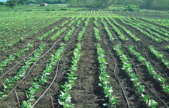 plantacion de habichuelas