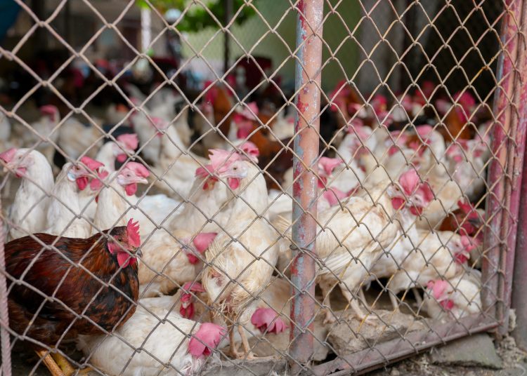 Pollos de producción local exhibidos durante la Feria Agropecuaria 2025