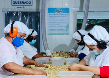 Procesamiento de macadamia en planta.
