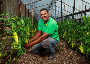 Productor de ajíes, agricultor