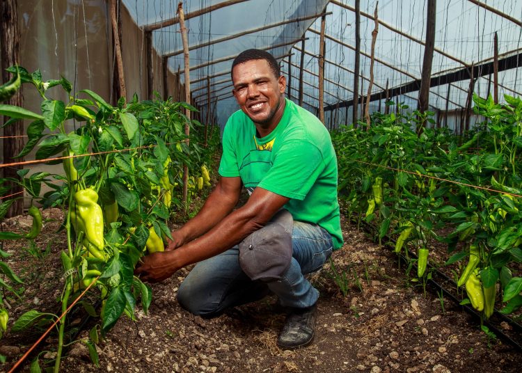 Productor de ajíes, agricultor