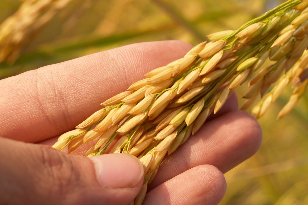 productores europeos de arroz