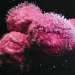 En 2019, los nuevos diagnósticos de cáncer entre los menores de 50 años ascendieron a 1.82 millones. - Fuente externa.