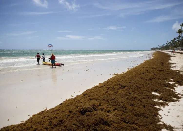 La presencia masiva de sargazo preocupa en gran manera a la República Dominicana.
