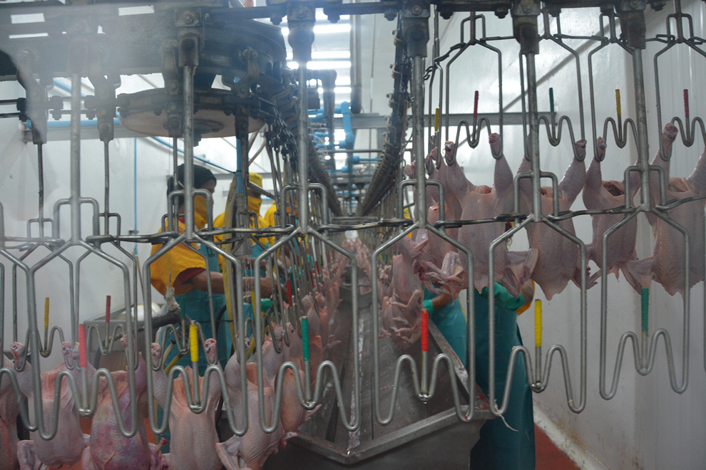 ruta agroindustrial (31)