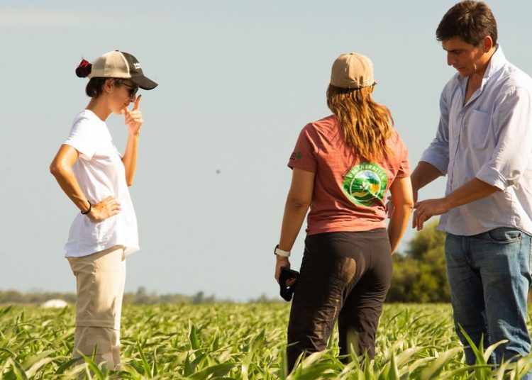 Pequeños agricultores trabajan cultivos en América Latina, clave para la seguridad alimentaria de la región.
