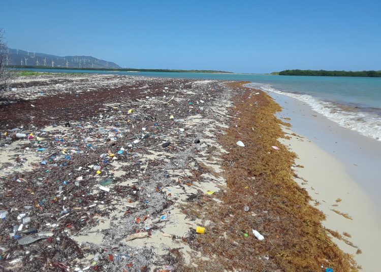 Sargazo en las playas de República Dominicana. | Fuente externa.