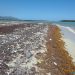Sargazo en las playas de República Dominicana. | Fuente externa.