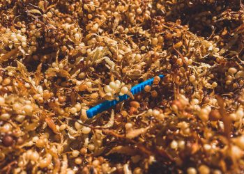 Sargazo. | Naja Bertolt Jensen, Unsplash.