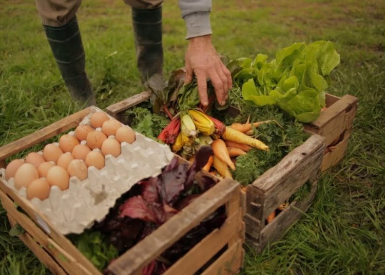 Soberanía alimentaria seguridad alimentaria