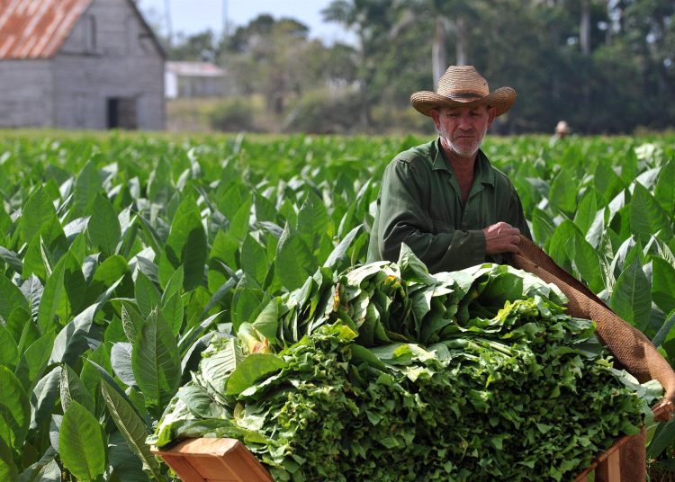 Tabaco Cuba