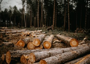 La tala indiscriminada de árboles es uno de los tantos delitos que se cometen contra el medioambiente. | Annie Spratt, unsplash