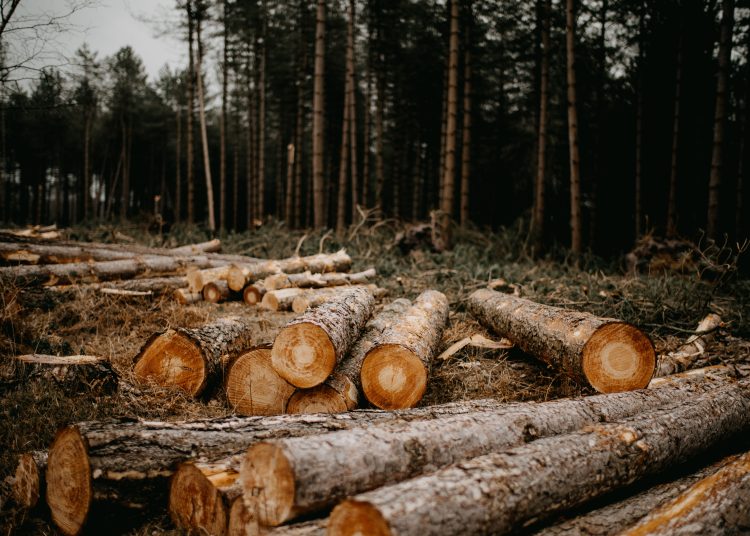 La tala indiscriminada de árboles es uno de los tantos delitos que se cometen contra el medioambiente. | Annie Spratt, unsplash