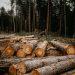 La tala indiscriminada de árboles es uno de los tantos delitos que se cometen contra el medioambiente. | Annie Spratt, unsplash