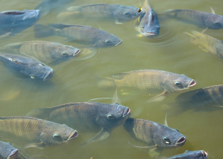 Tilapia. | Fuente externa.